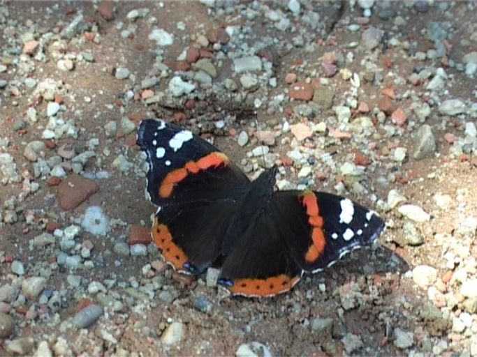 Admiral ( Vanessa atalanta ) : Der Falter saugt an den Steinen die Mineralien. Brüggen, Brachter Wald, 10.07.2005